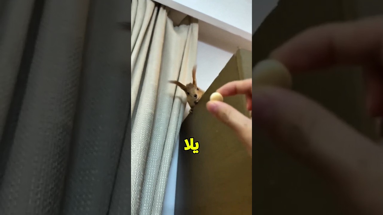 أحلى تشيبس لكل الحيوانات 🐾🔥