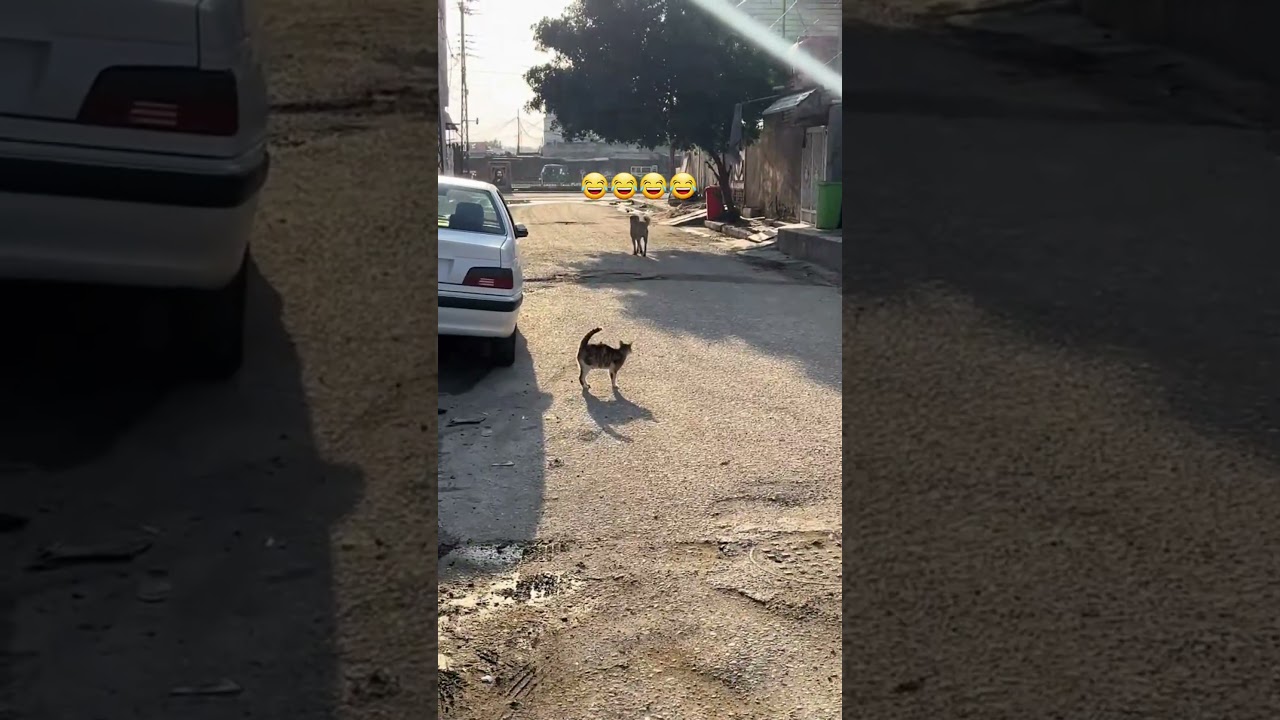 هاي خوش تهد وراي وسباعي