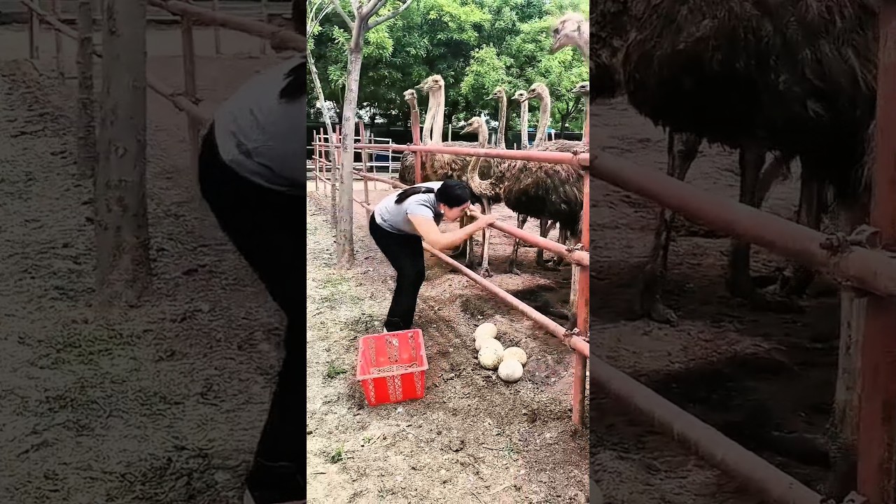 أمي الشجاعة وسرقة بيض النعام! 😱😂 🦤🥚✨🦤🥚