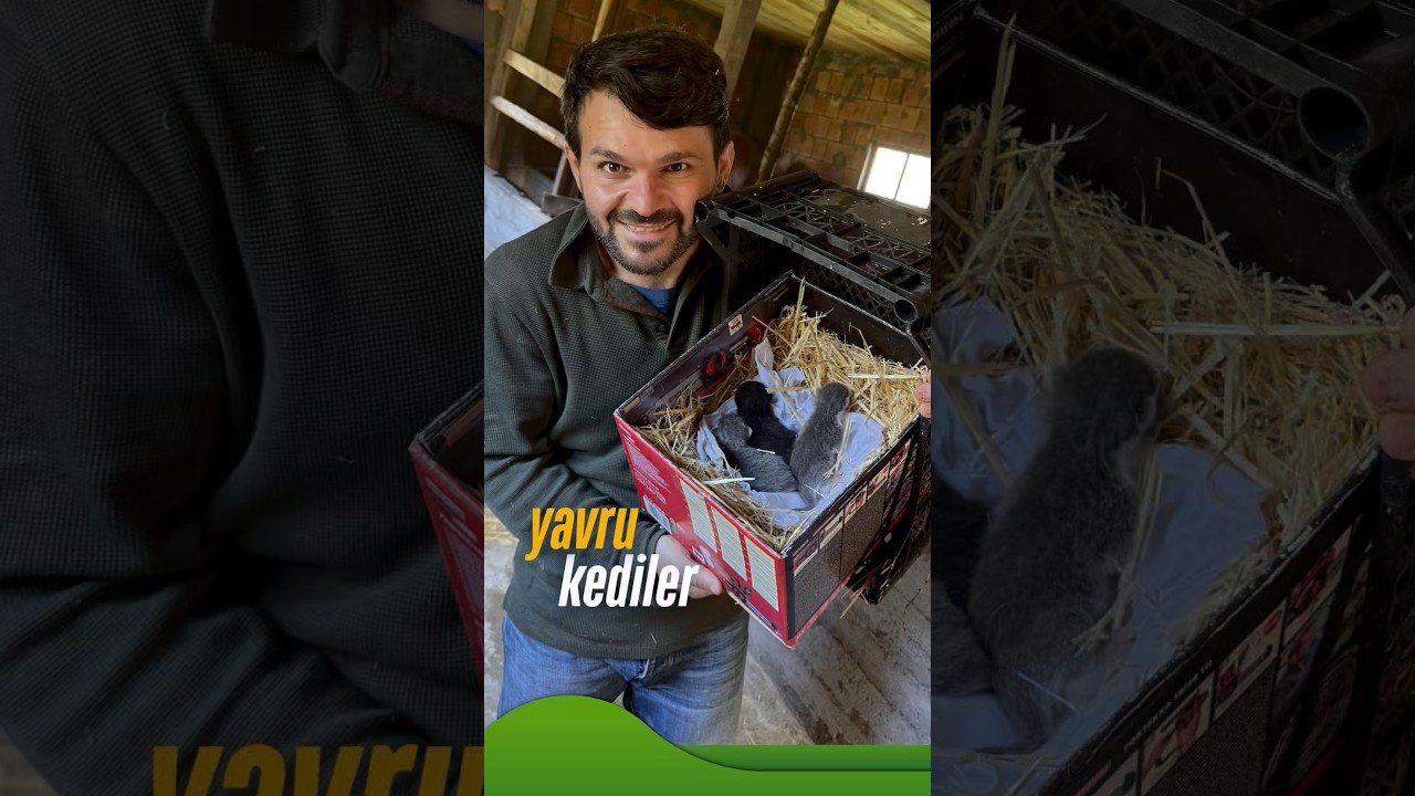 Kediler yavrulamaya başladı köyde her yer yavru kedi dolu#kastamonu #köydeyaşam #reklamdeğildir
