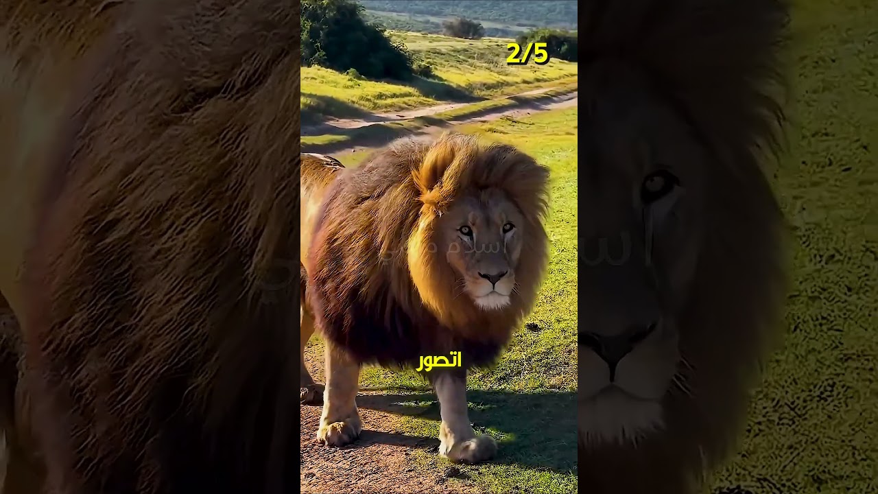 اخر لقطات اتصورت للحيوانات قبل انقراضها🐼