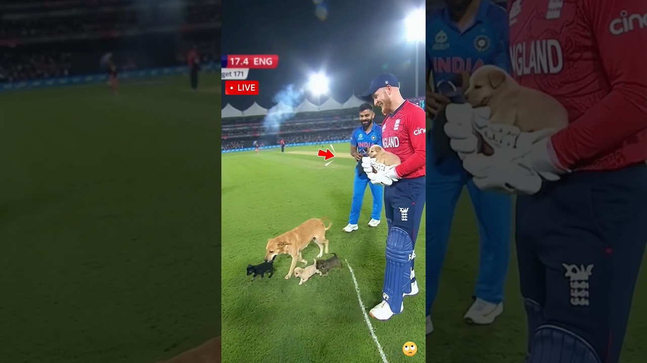 Wait… Mother Dog Brings Puppies onto Cricket Pitch 🐶🏏 #shorts