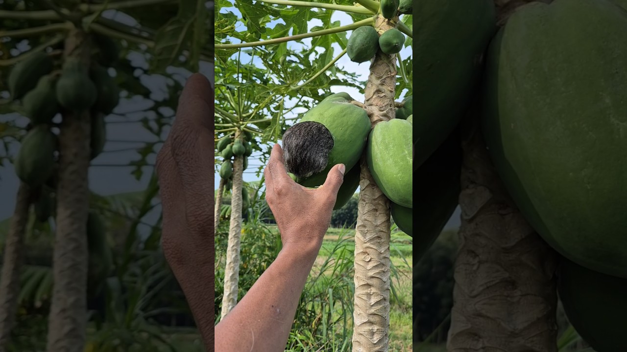 cute animals eating papaya fruit #shortvideo
