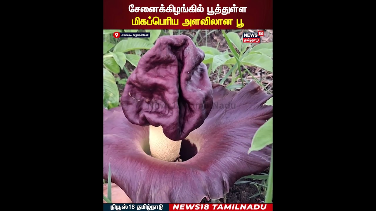 Senai Kizhangu | சேனைக்கிழங்கில் பூத்துள்ள மிகப்பெரிய அளவிலான பூ | N18S