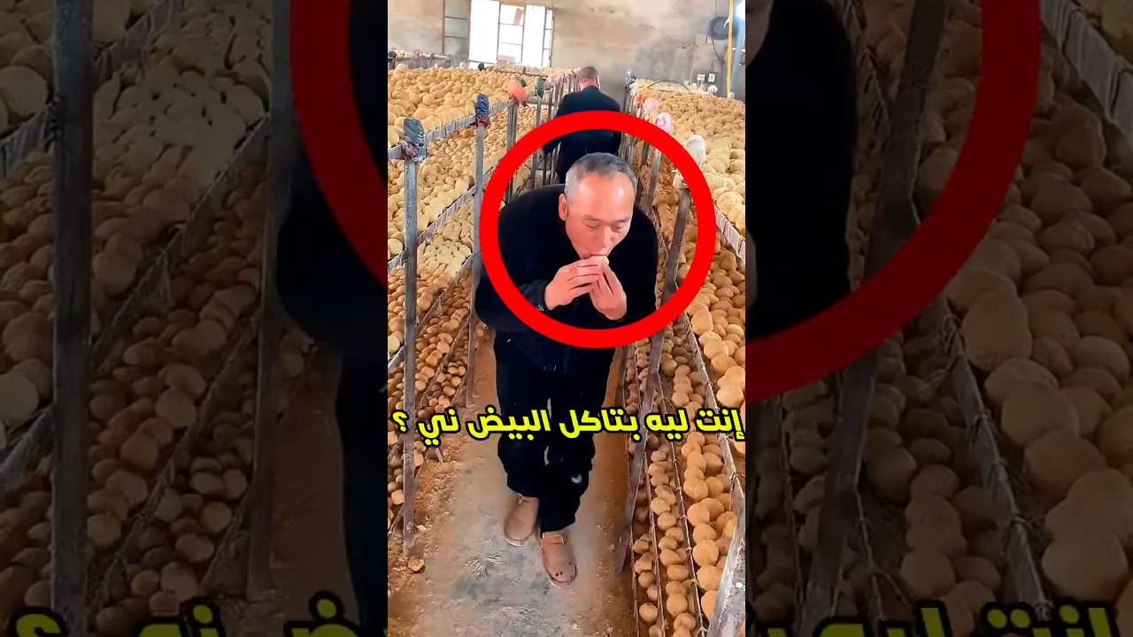 إنت إزاي بتاكل البيض ني؟