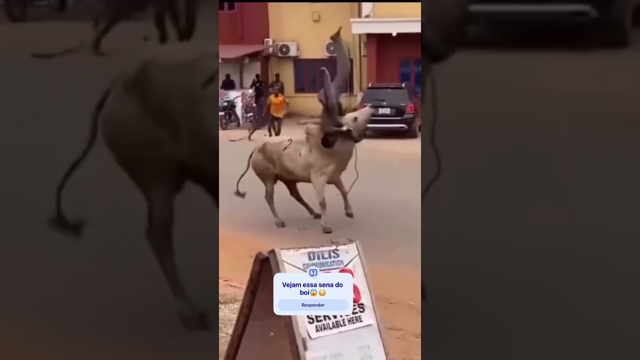 Olha oque esse boi fez moçada 😳😱🤠 #gado #pecuarista #fazenda #shortsviral