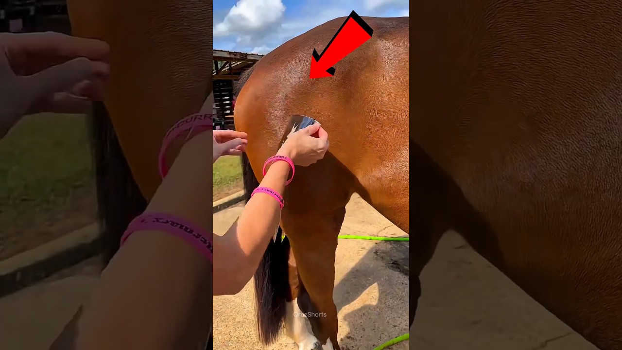 Cavalo Incrível Choca Geral 🤯🐎✨ #Catsoftiktok #CatLovers #cat #cute #FunnyCats #catcartoon #fyp