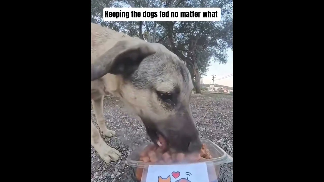 Keeping the dogs fed
