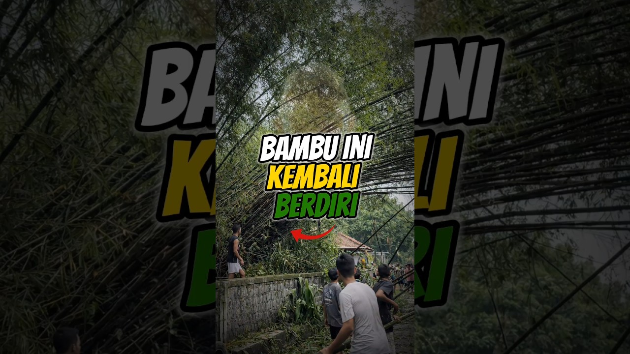 tiba-tiba bambu ini berdiri kembali setelah rungkad