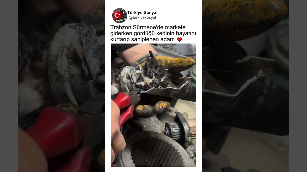 Trabzon Sürmene'de Markete Giderken Gördüğü Kediyi Kurtarıp Sahiplenen Adam❤🐈