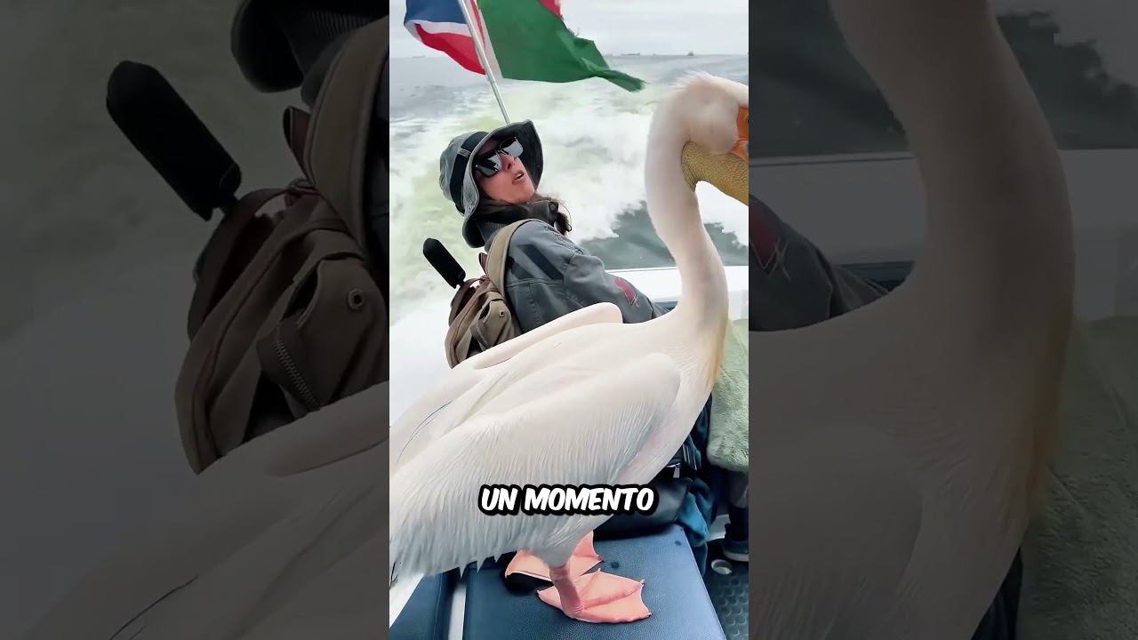 El MOMENTO más INCREIBLE que verás HOY, esto solo pasa UNA VEZ en la VIDA - Published by Juan Perez