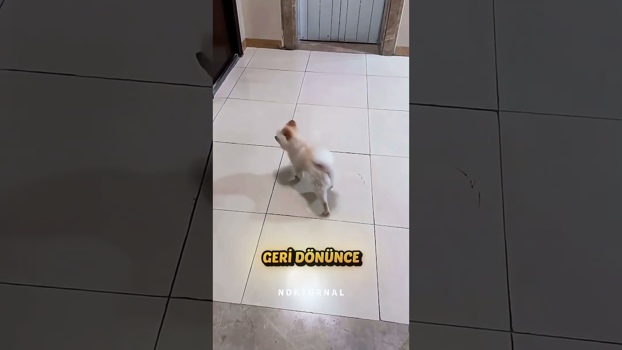 Küçük Köpek Evini Bulamıyordu 😢