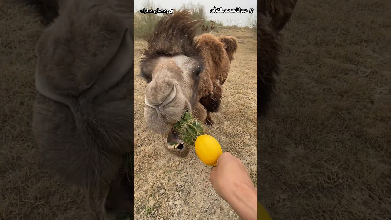 اغرب 7 معجزات فى خلق الإبل! هتخليك تعرف ليه ربنا أمرنا بالنظر لخلق الإبل#shorts