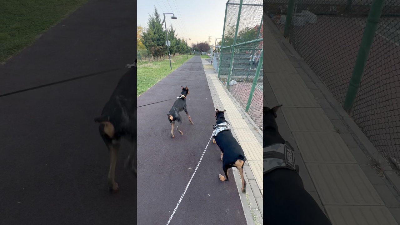 Dişi mi ? Erkek mi ?#köpek #doberman