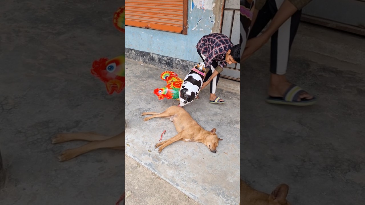 This Made My Morning! ☀️#shorts #funny #dog #funnydog #pets #viral #ytshorts #funnycute