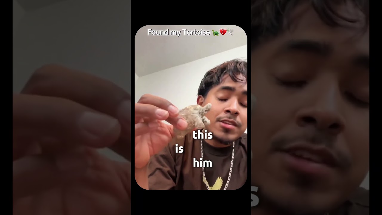 Part 2 | He Lost His Turtle 😂 #funny #hopecore #hopelesscore #comedy - Published by Hopeless Core