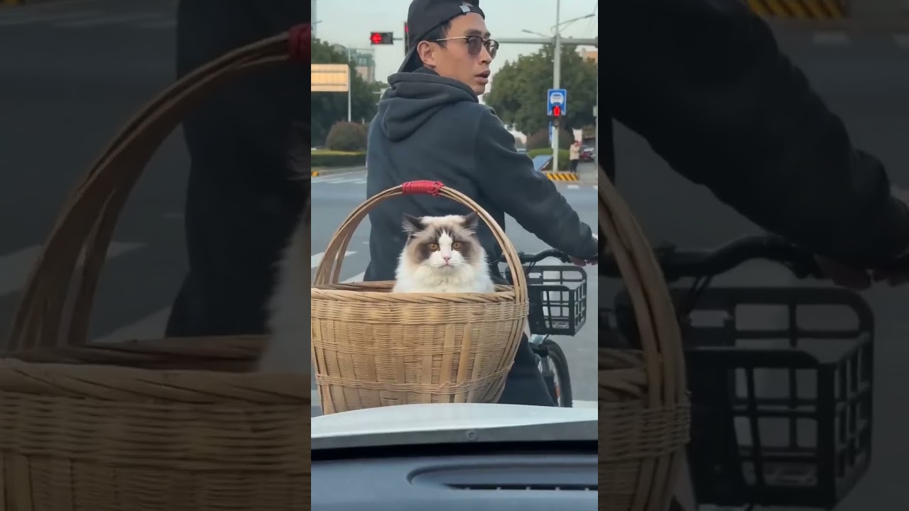 صاحب السيارة خرب ام السرقه 🤣🤣