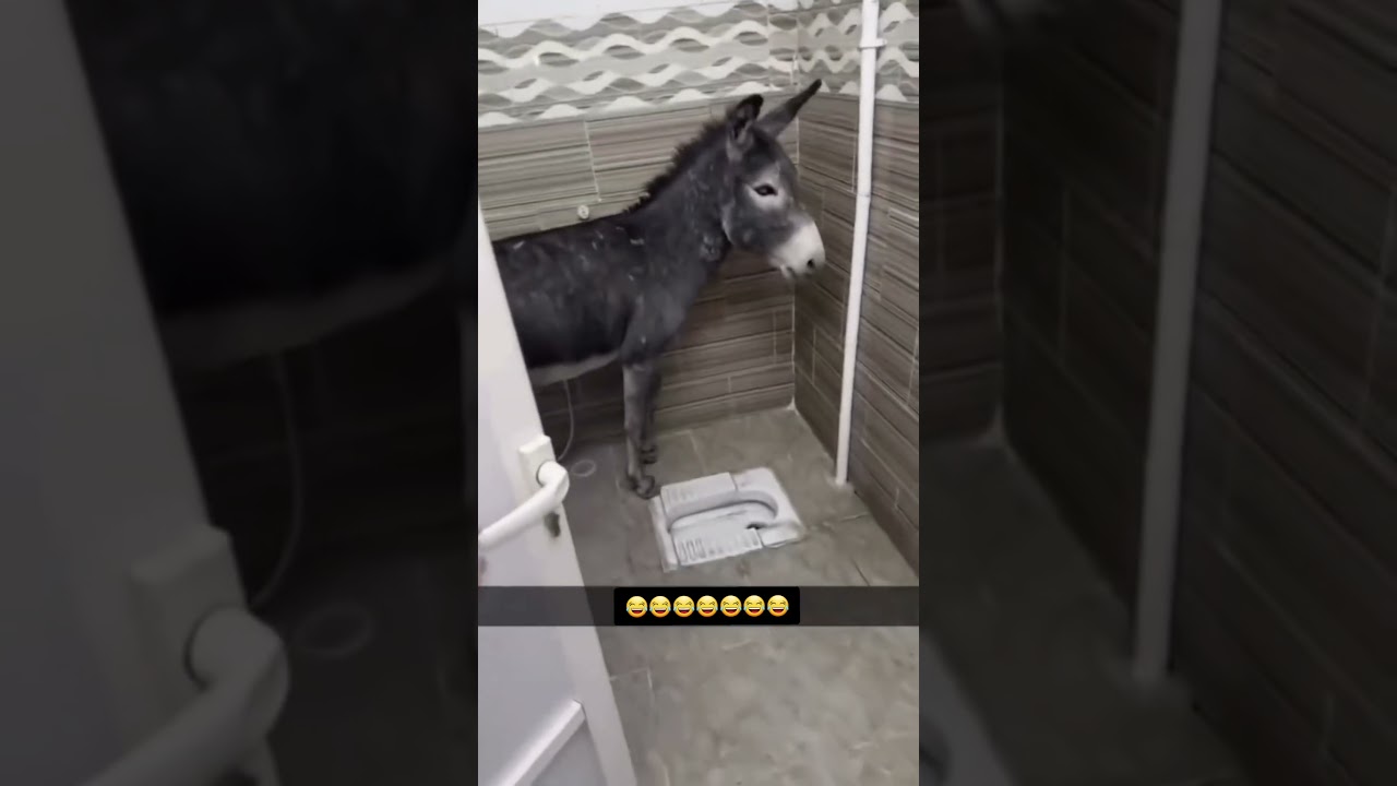 هذا ارخص مطعم شفتة لاكن شوف المفاجئة