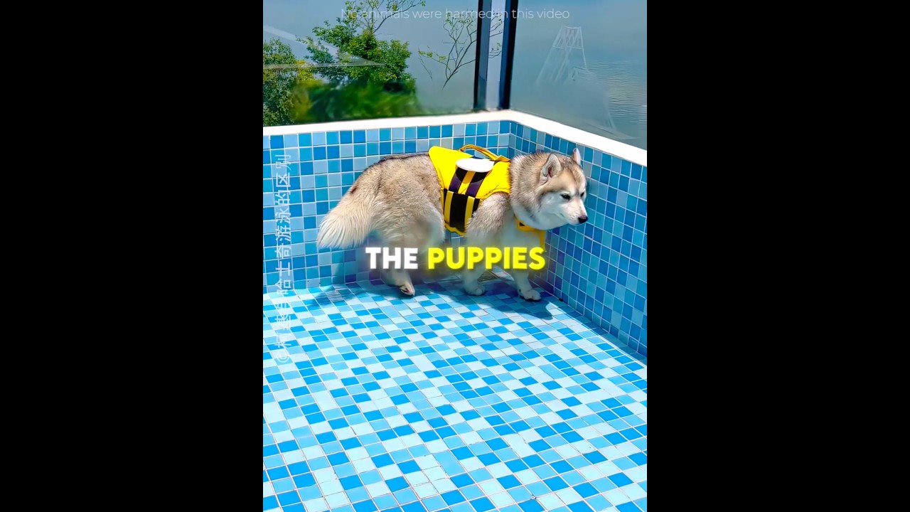 These Dogs Tried Swimming 🐶♥️