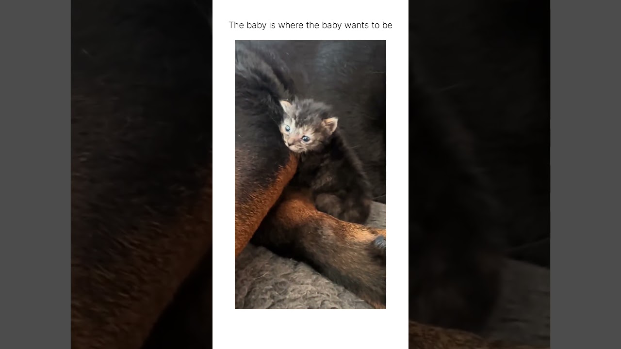 Kitten found a trusted adult