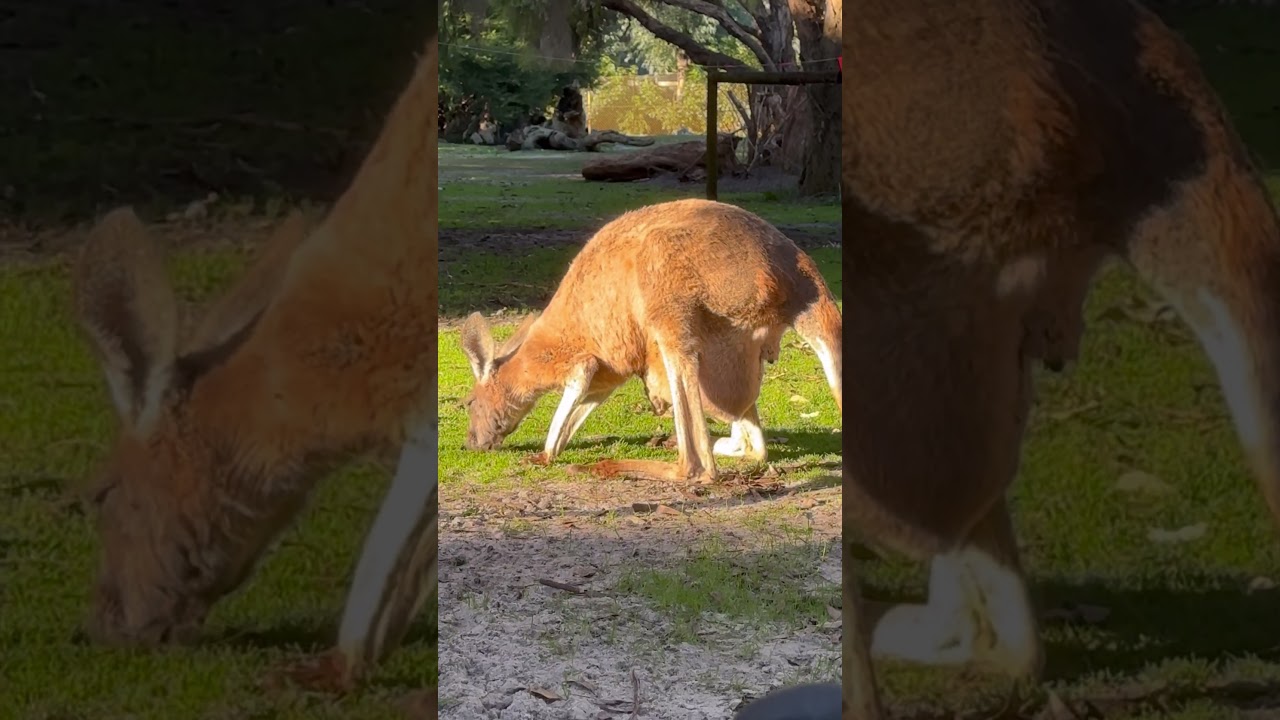 Kangaroo Choose You? 🦘