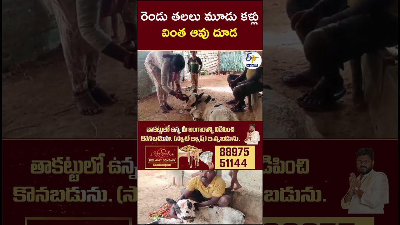 రెండు తలలు మూడు కళ్లు  వింత ఆవు దూడలు #cowcalf