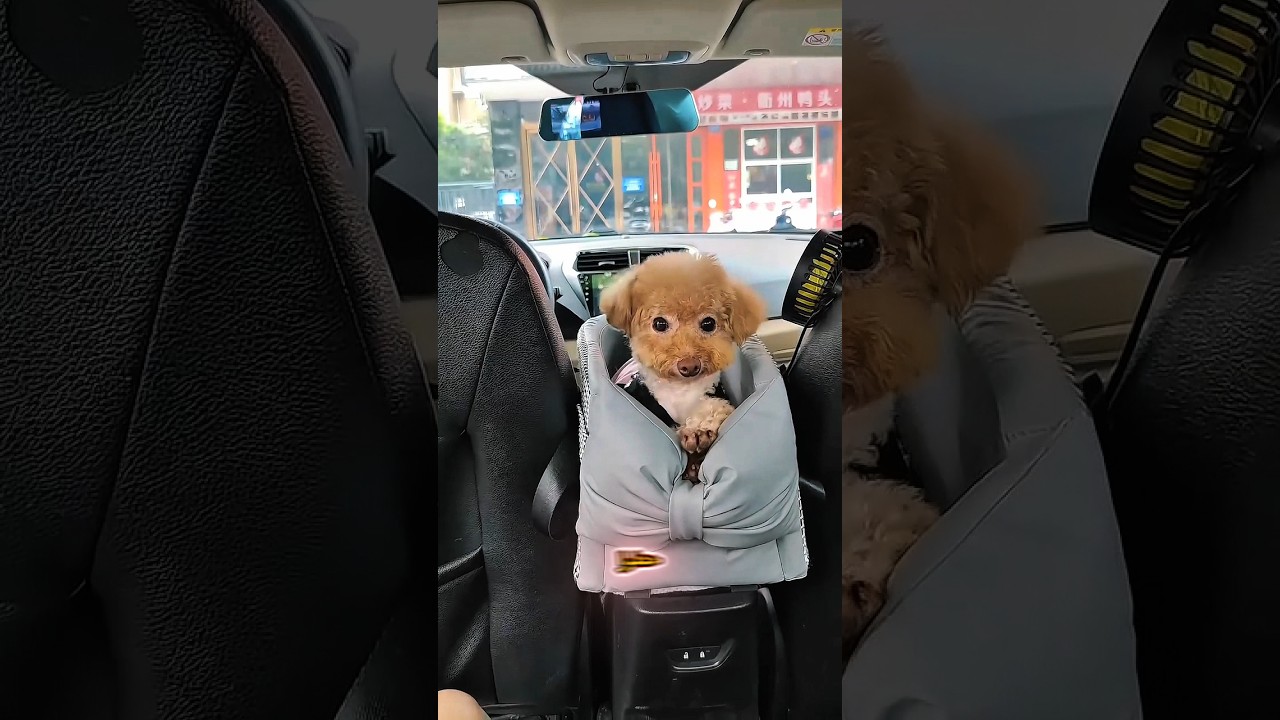 🐶😱 ماما بتبيع تومي؟! حطوا لايك بسرعة 😂❤️