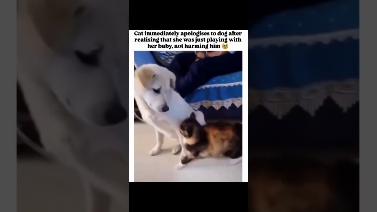 Cat Attacks… Then Instantly Says Sorry 💔❤️