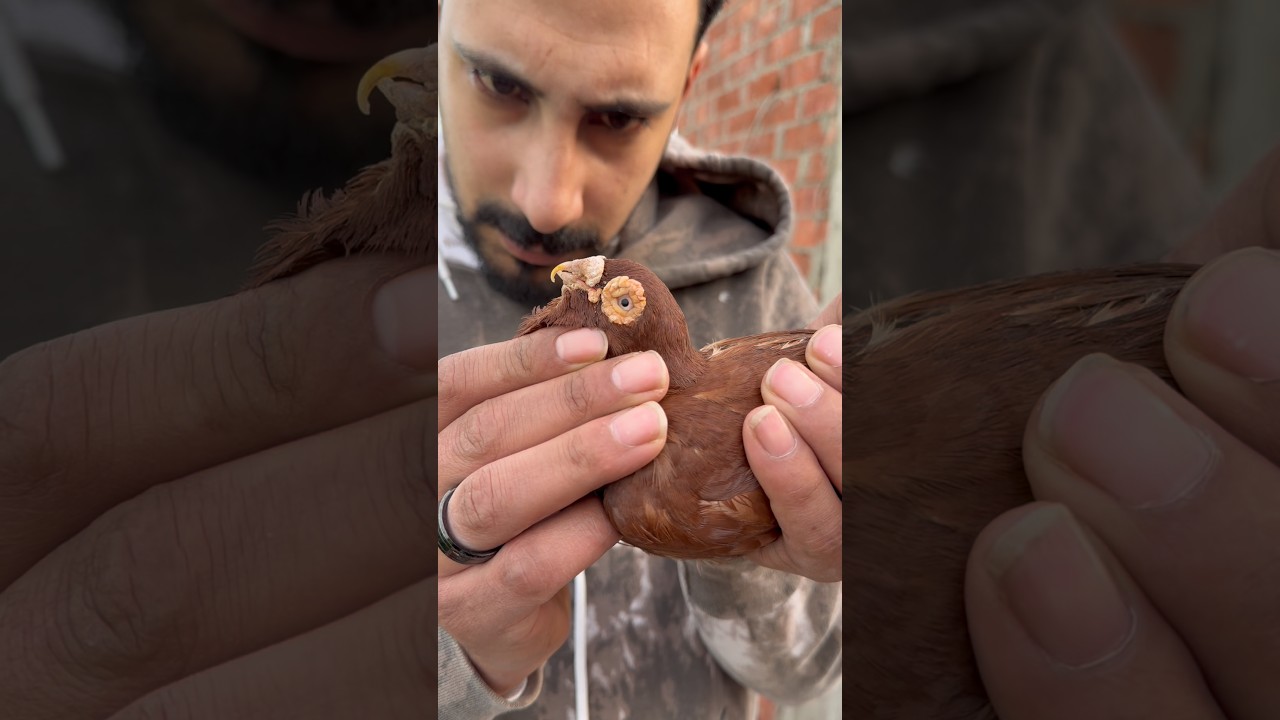 حمامه عندها 13 سنه ومنقرها اتعوج😱