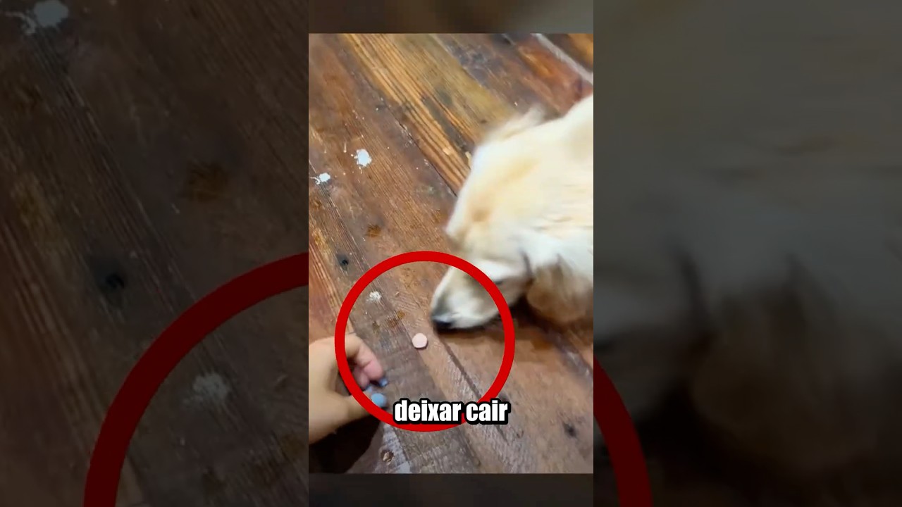 COMO DAR REMÉDIO PRO SEU CACHORRO ESPERTO?