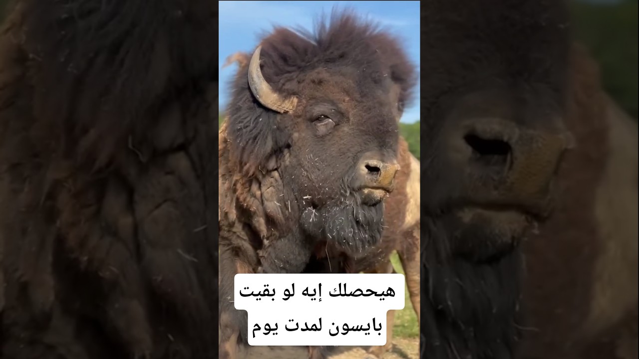 هيحصلك إيه لو بقيت بايسون يوم واحد#معلومات #اكسبلور #animals #facts #wildlife #معلومات_غريبة