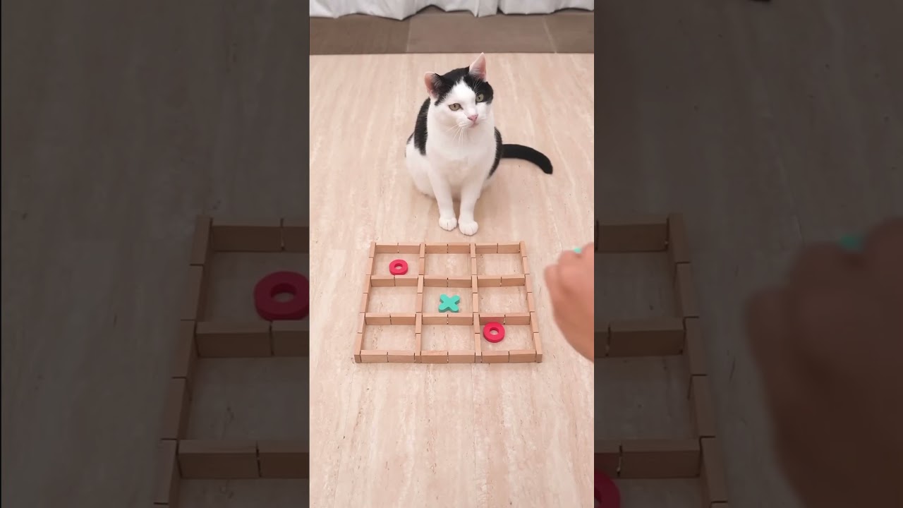 Cat Vs human in tic tac toe #shorts - Published by VITMI