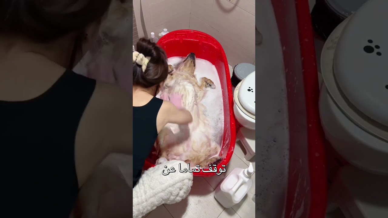 توقف الكلب عن الحركة وفزعت صاحبته #shorts