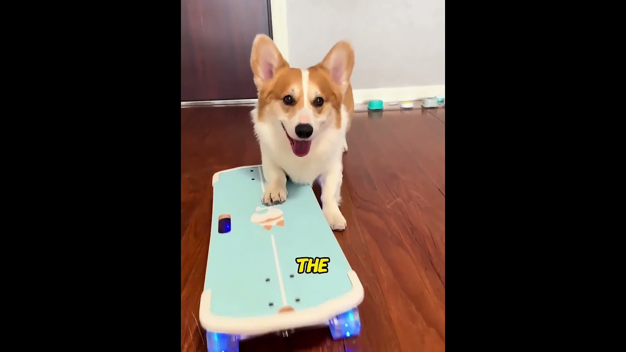 Unbelievable ending…#usa#dog#shorts