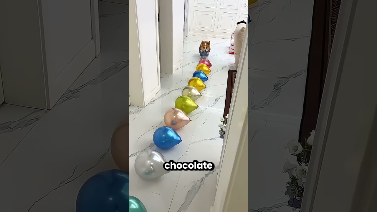 Meu cachorrinho estourou todos os balões de casa 😲🎈