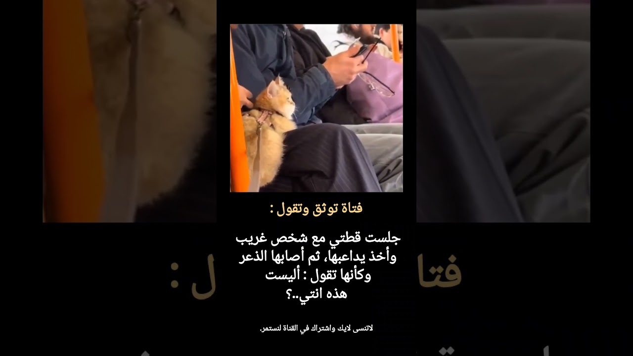 شاهد كيف استغربت القطه مع شخص غريب... #shorts