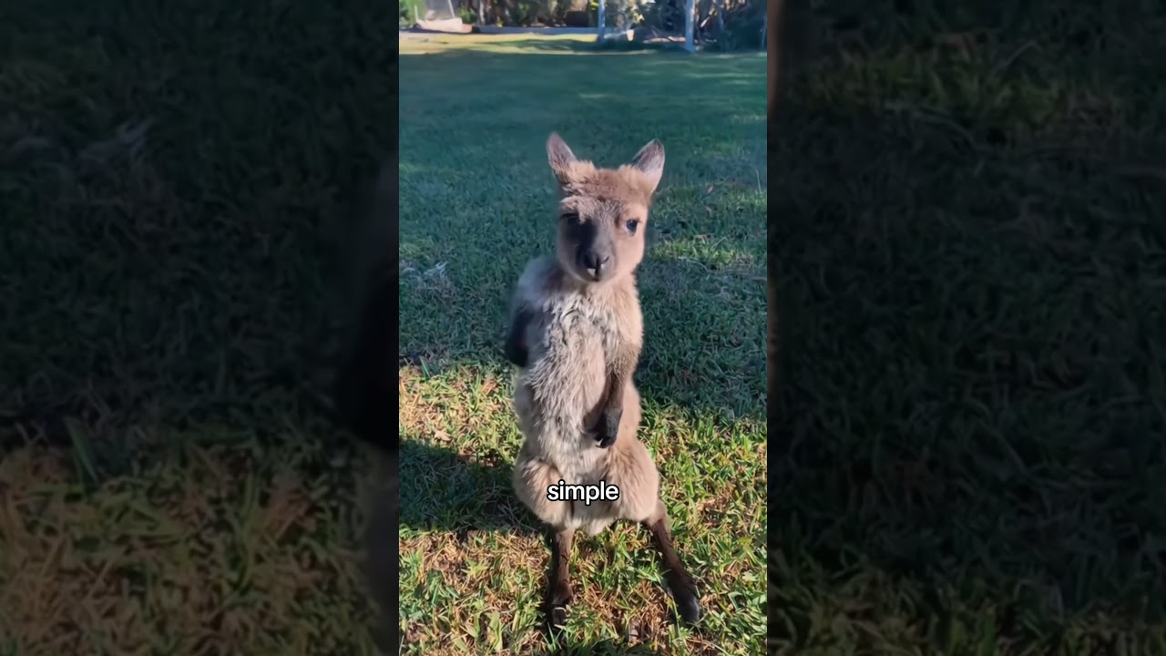 Pouch Instinct #kangaroo #wildlife #animallife #animallovers #babyanimal - Published by Snugbarn