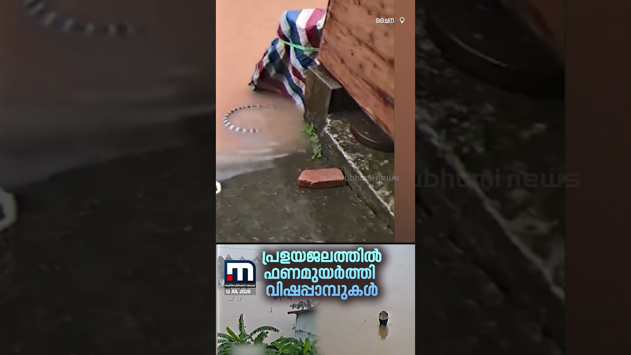 ആ ഒഴുകിവരുന്നത് താറാവുകളല്ല, വിഷപ്പാമ്പുകൾ | China Flood | Venomous Snakes