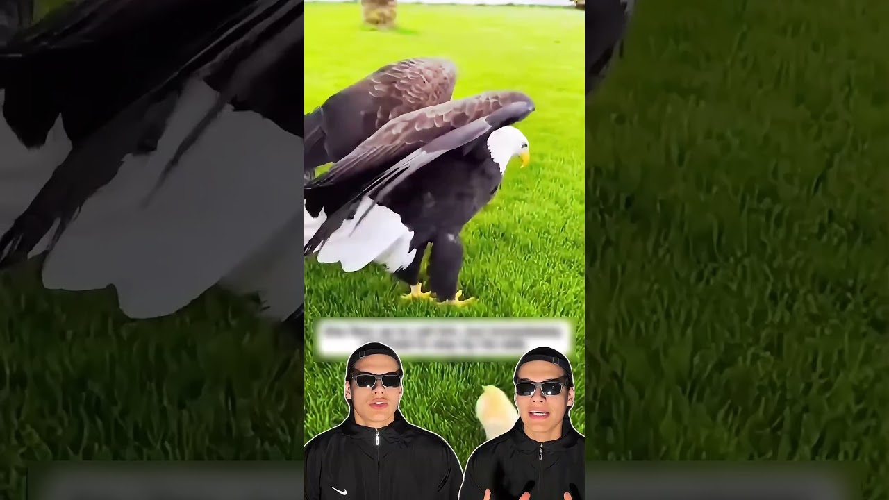 A Águia QUEBROU o próprio OVO!🦅