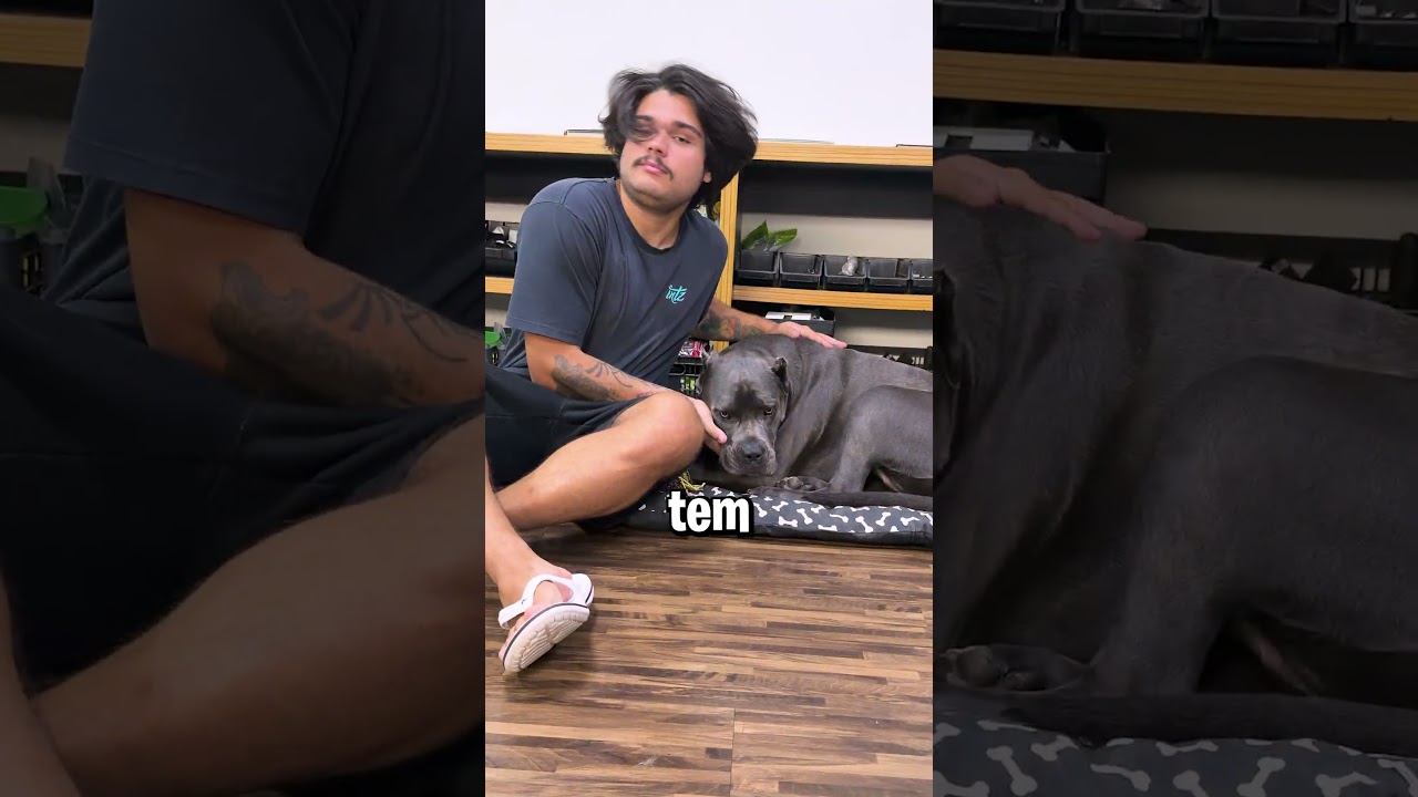 EU TENHO UM ZOOLÓGICO EM CASA! #shorts