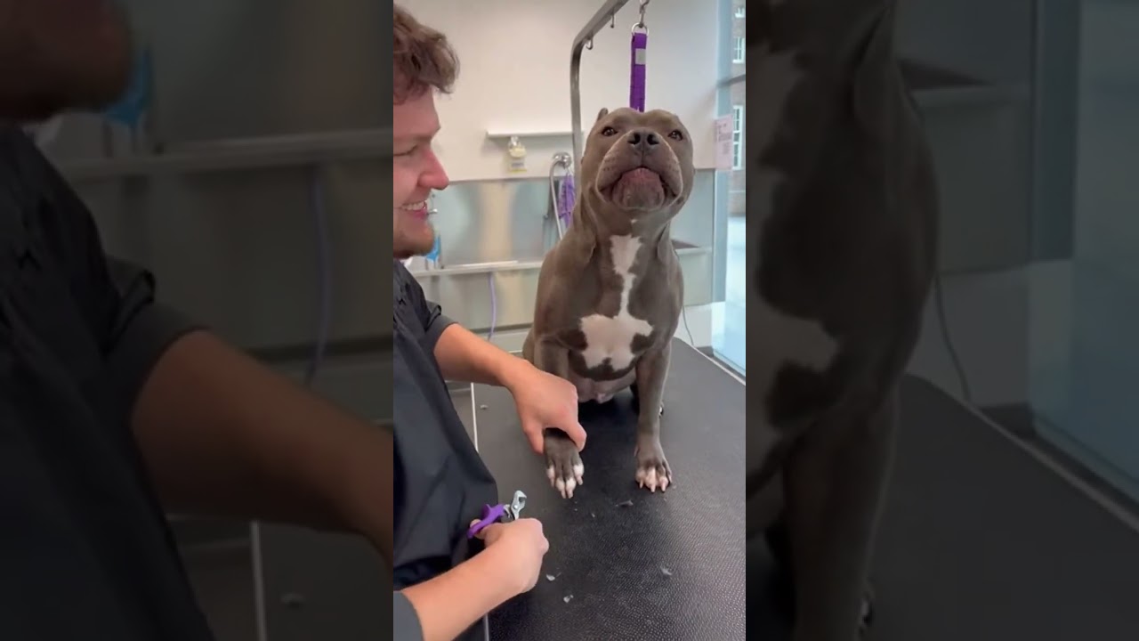 This Pitbull Deserves an Oscar for His Reaction to Getting His Nails Trimmed