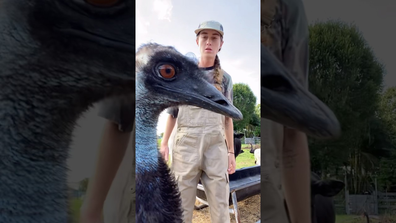 Crazy Emu 😳#emu #petsof #emulife #fyp #dinosaur