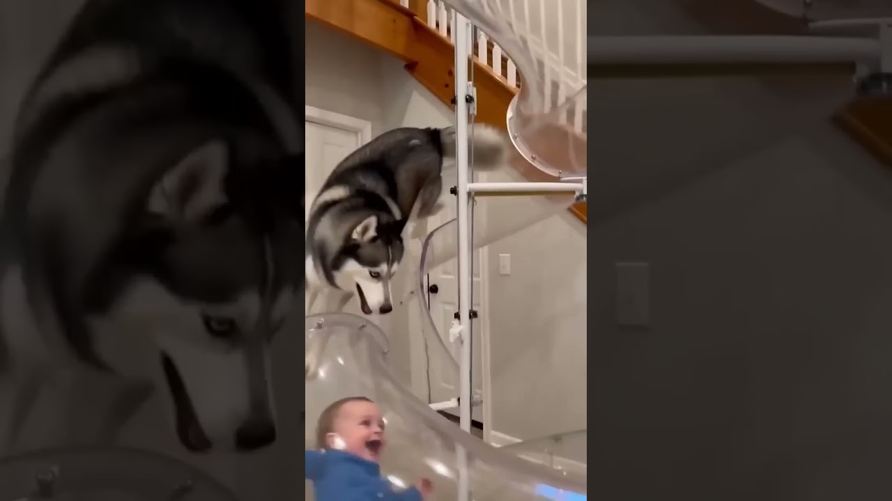 Husky play with kid
