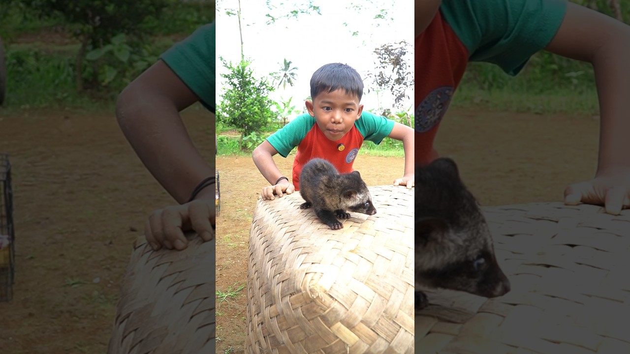 cara pegang hewan musang #hiburan #kreatif