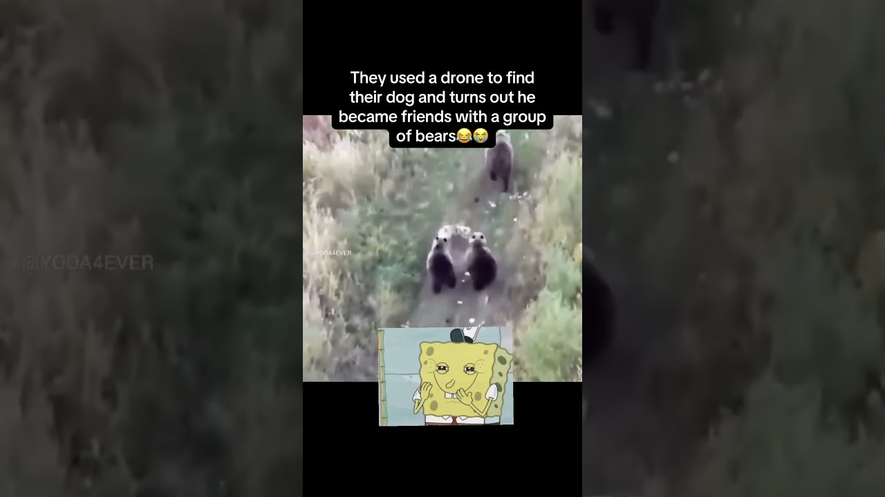 Dog becomes friends with bears😂 #dog #bear #dogs #fyp #fypシ゚ #viral #funny #friends #shorts #memes - Published by WHy ?
