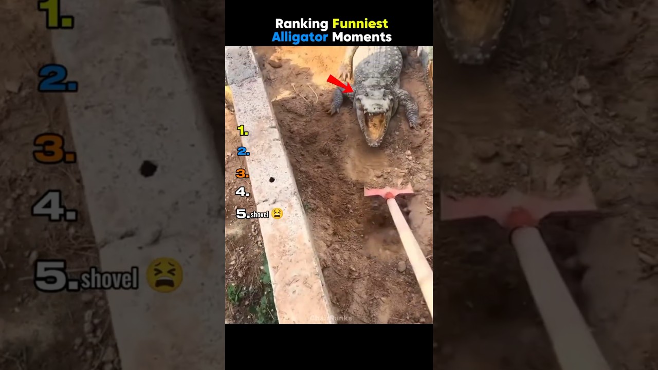 Ranking Funniest Alligator Moments 🐊