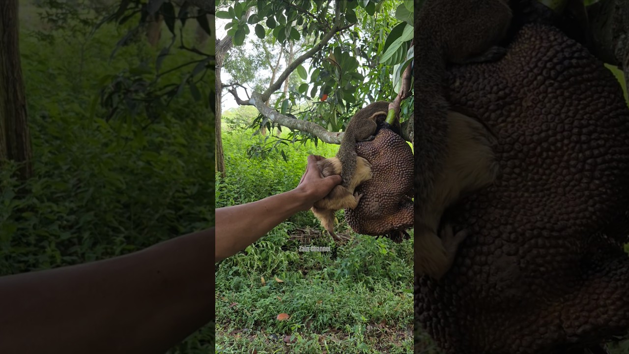 Cute animal #shortsanimal #videotren #viralshorts