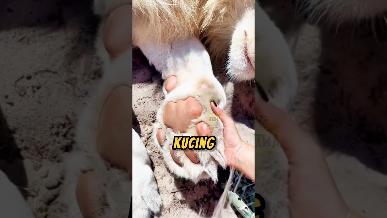 Cewek ini rajin periksa kebersihan kuku kucing kesayangannya‼️😱#kucing #kucinglucu #videoviral