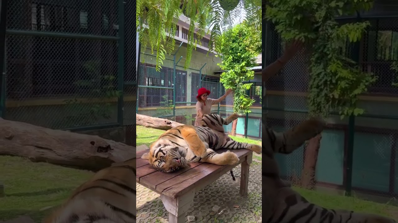 ريل كارولين مارليني مع الاسدترند تركضلي \علاقة ال TOXIC يلي بحبها 😅🐅 !2026