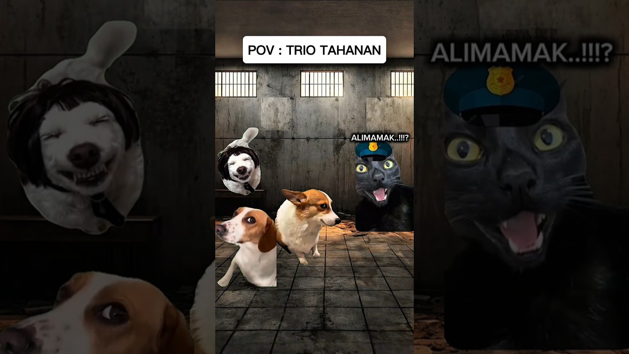 berarti tahanan terakhir.....#memekucing #kucingmeme #meme #kucinglucu #fyp #viral